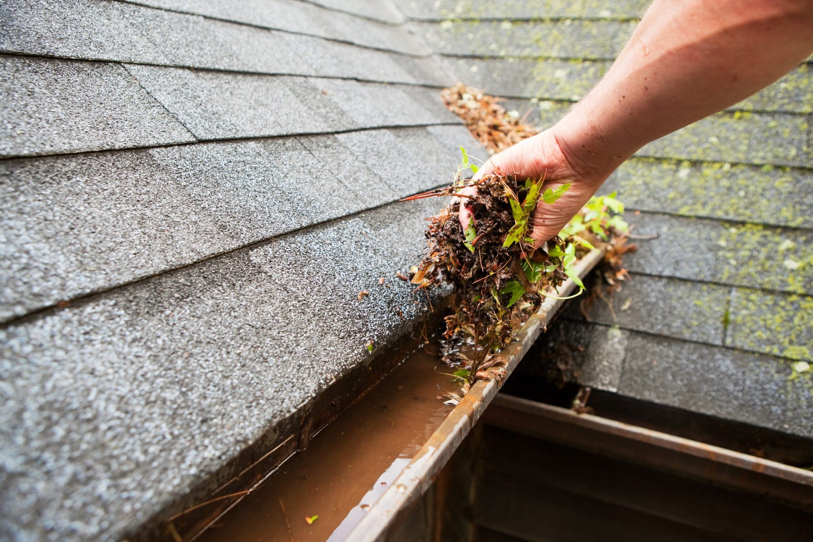 Hand pulling a clump of soil, leaves and roots from a clogged roof gutter filled with brown water, with gray shingles nearby