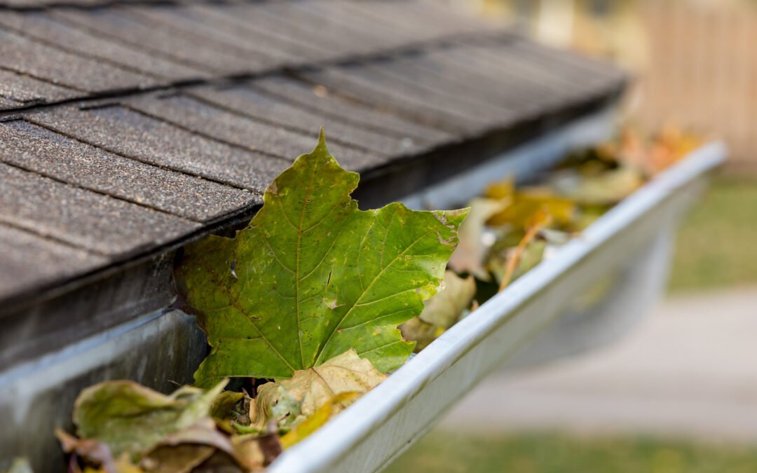 Green maple leaf wedged in a metal gutter beside a brown shingled roof with other autumn leaves around it.