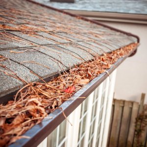 Gutter along the roof edge filled with pine needles and debris, indicating clog buildup.